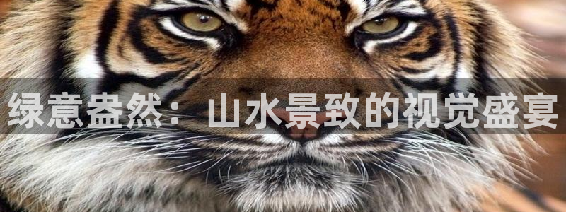 卧龙娱乐老板叫什么:绿意盎然:山水景致的视觉盛宴